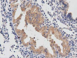 PTPRE Antibody in Immunohistochemistry (Paraffin) (IHC (P))