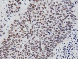 PTPRE Antibody in Immunohistochemistry (Paraffin) (IHC (P))