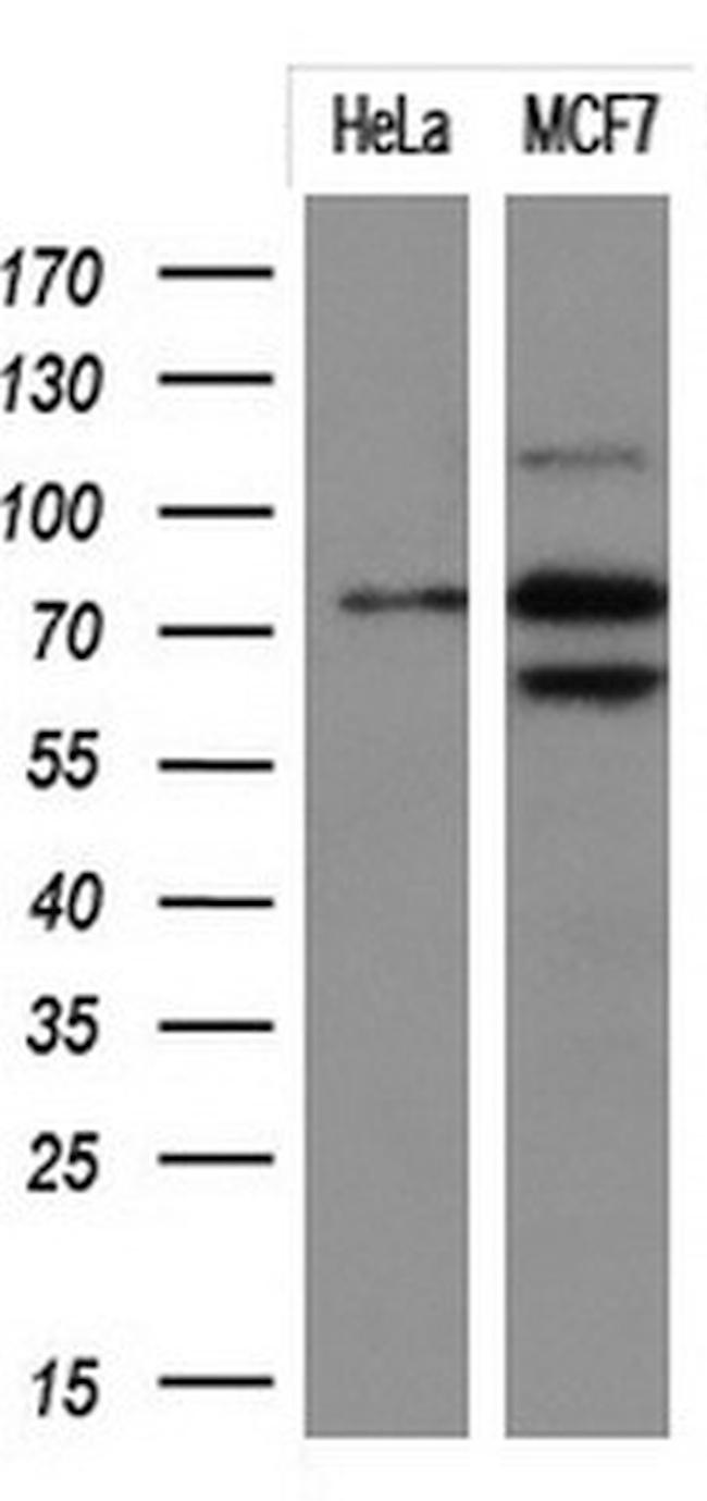 PTPRE Antibody in Western Blot (WB)