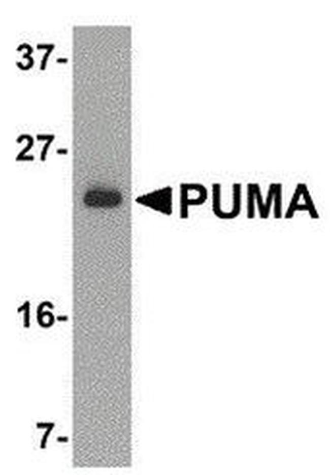 PUMA alpha Antibody in Western Blot (WB)