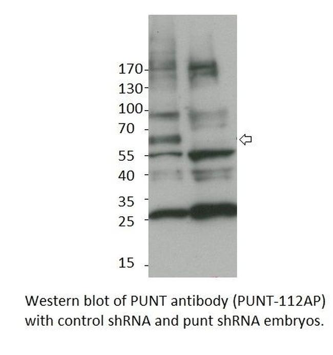 Punt Antibody in Western Blot (WB)