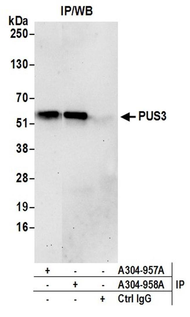 PUS3 Antibody in Western Blot (WB)