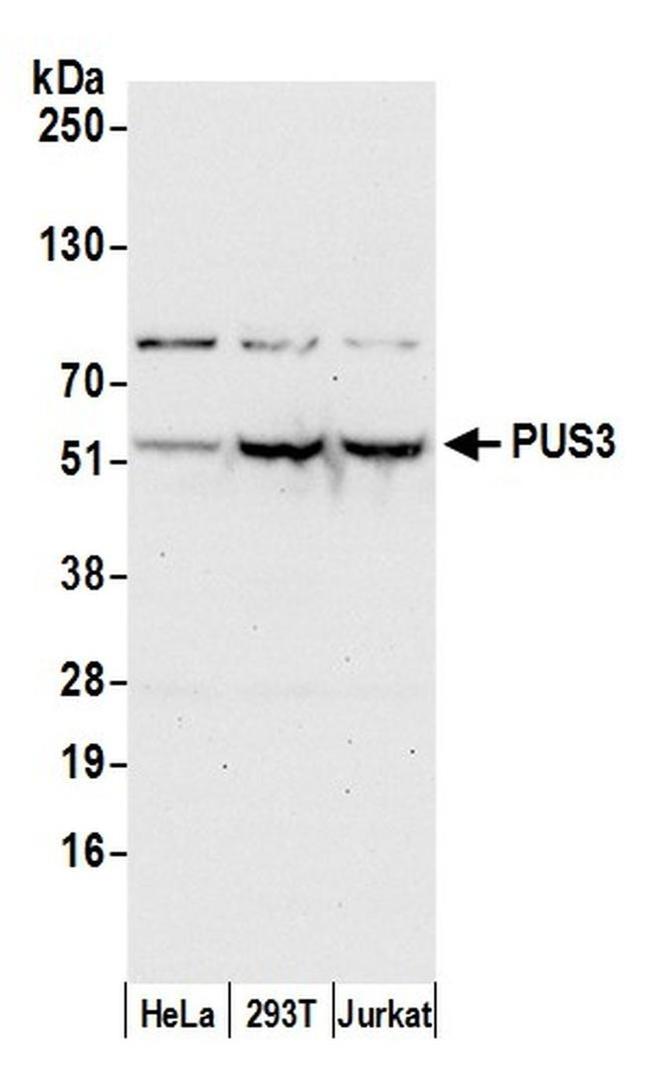 PUS3 Antibody in Western Blot (WB)