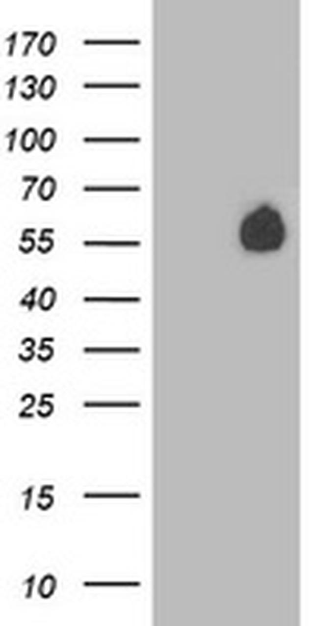 PVRL1 Antibody in Western Blot (WB)