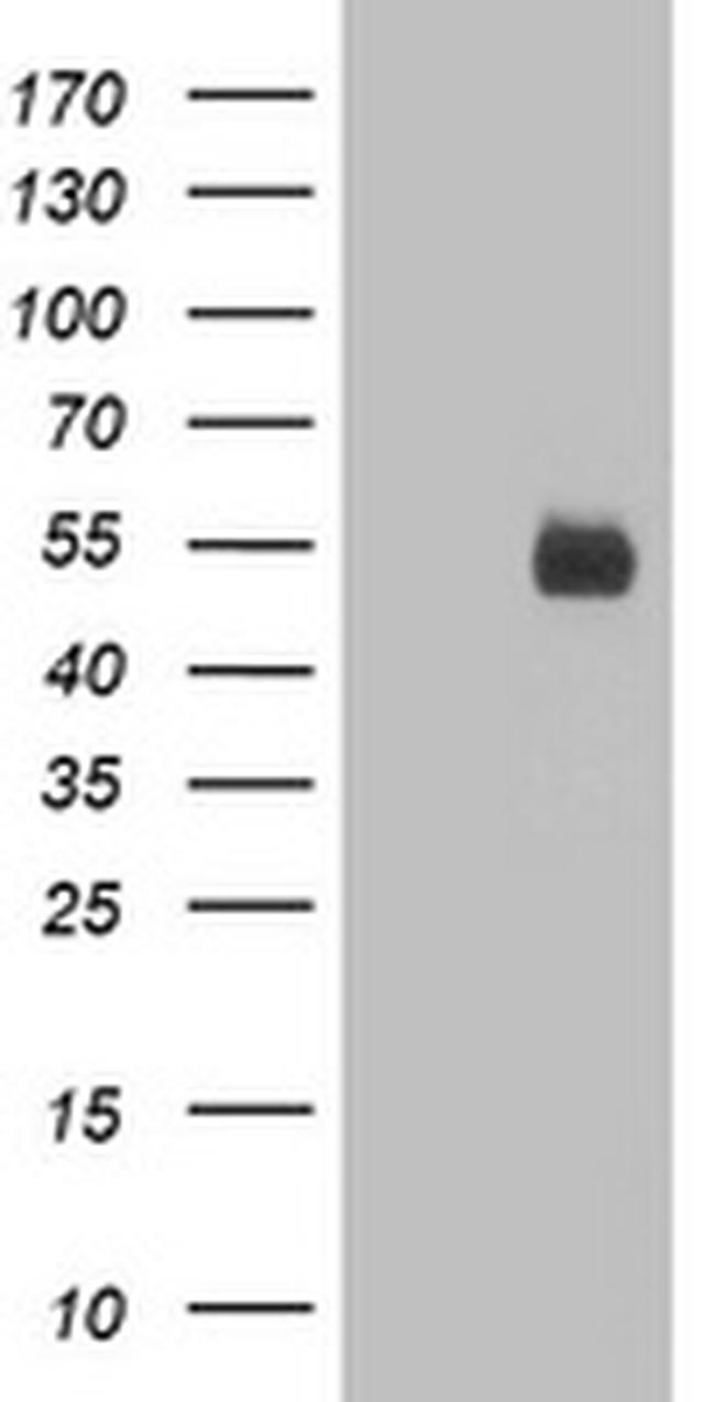 PVRL1 Antibody in Western Blot (WB)