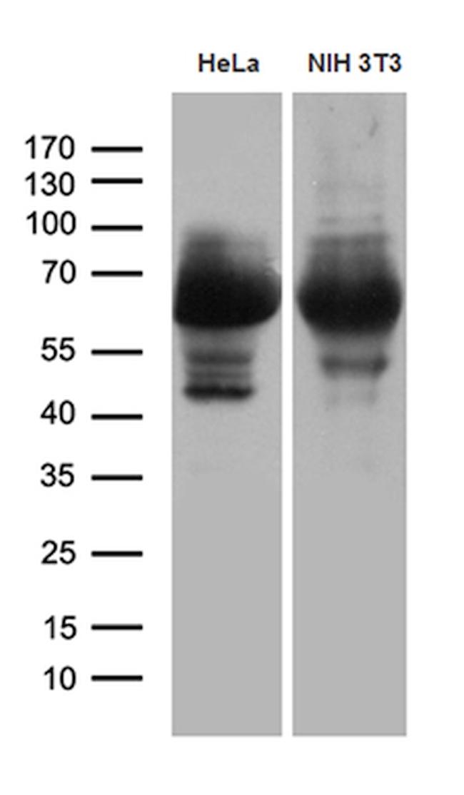 PXN Antibody in Western Blot (WB)