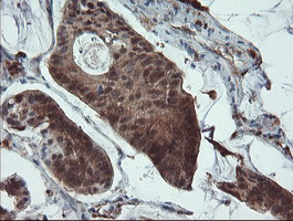 PYCARD Antibody in Immunohistochemistry (Paraffin) (IHC (P))