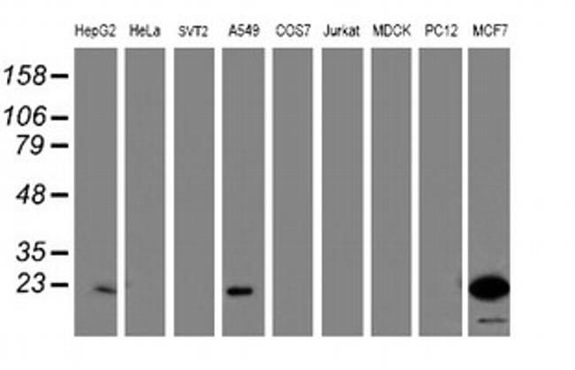 PYCARD Antibody in Western Blot (WB)