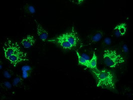 PYCR2 Antibody in Immunocytochemistry (ICC/IF)