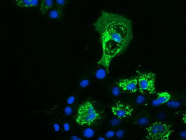 PYCR2 Antibody in Immunocytochemistry (ICC/IF)