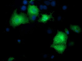 PYCRL Antibody in Immunocytochemistry (ICC/IF)