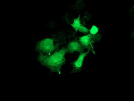 PYCRL Antibody in Immunocytochemistry (ICC/IF)