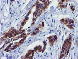 PYCRL Antibody in Immunohistochemistry (Paraffin) (IHC (P))