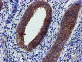 PYCRL Antibody in Immunohistochemistry (Paraffin) (IHC (P))