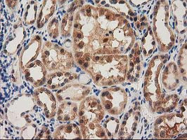 PYCRL Antibody in Immunohistochemistry (Paraffin) (IHC (P))