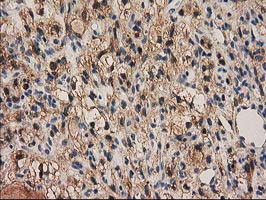 PYCRL Antibody in Immunohistochemistry (Paraffin) (IHC (P))