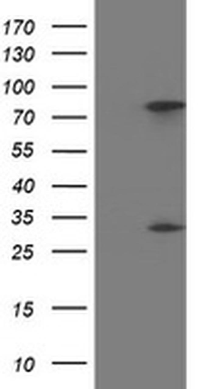 PYCRL Antibody in Western Blot (WB)