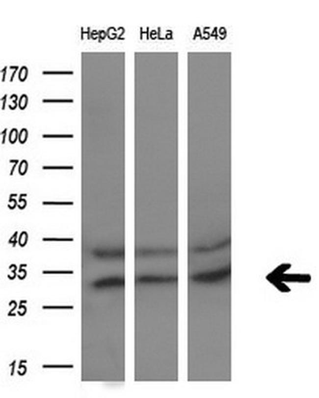 PYCRL Antibody in Western Blot (WB)