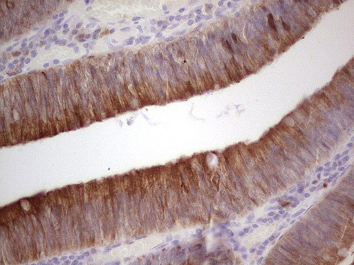 PYDC1 Antibody in Immunohistochemistry (Paraffin) (IHC (P))