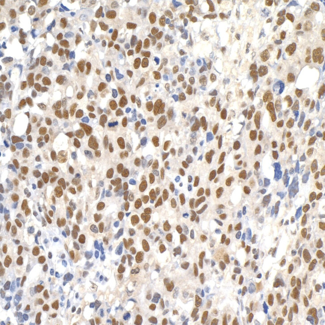 Paf1 Antibody in Immunohistochemistry (IHC)