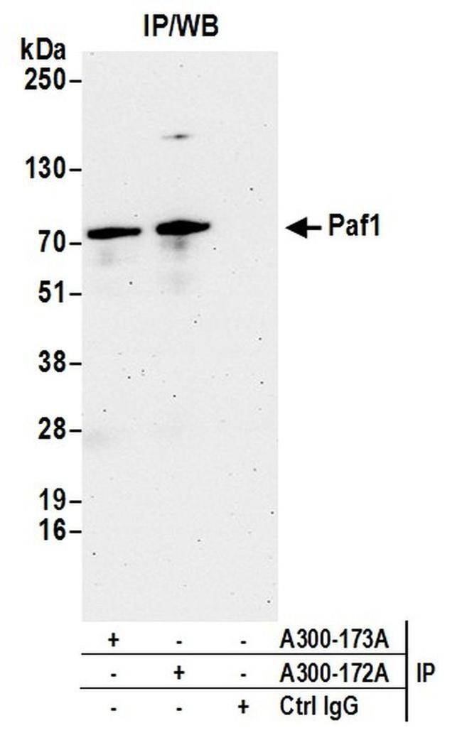 Paf1 Antibody in Western Blot (WB)
