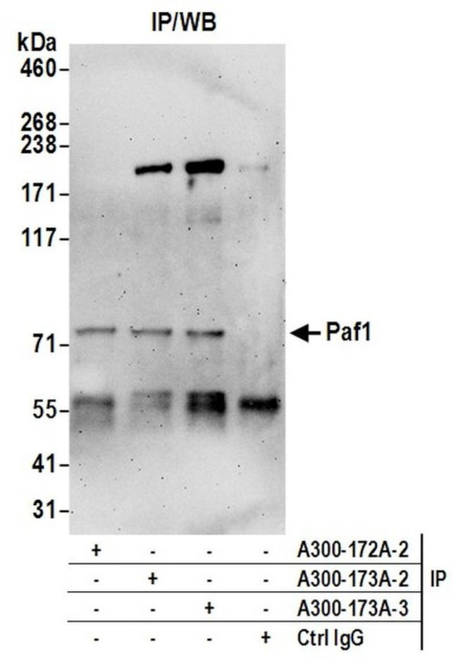 Paf1 Antibody in Immunoprecipitation (IP)