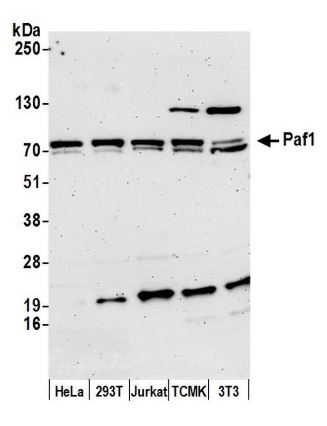 Paf1 Antibody in Western Blot (WB)