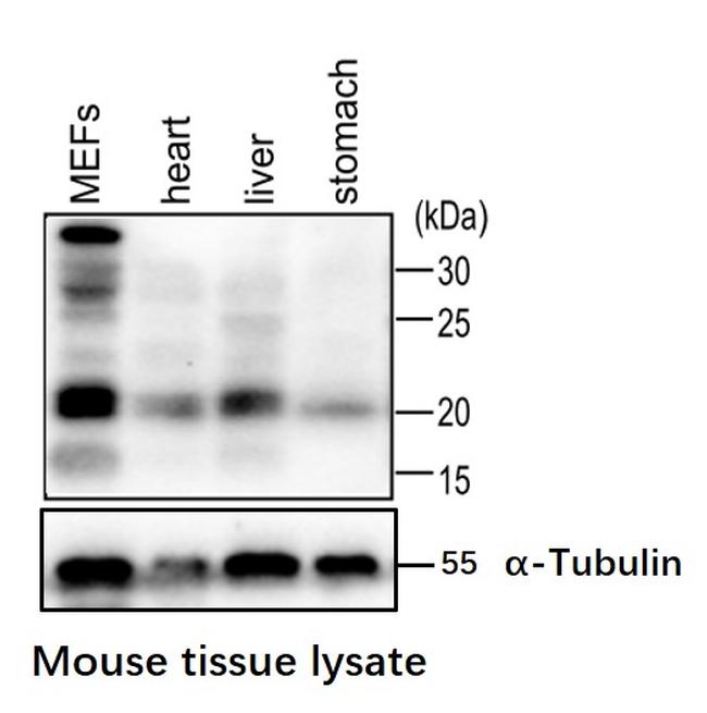 Pan Ras Antibody in Western Blot (WB)