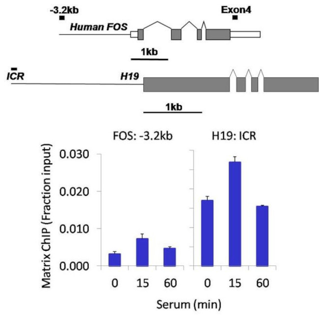 PAX3 Antibody in ChIP Assay (ChIP)