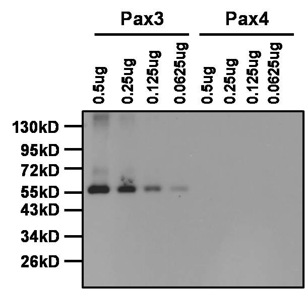 PAX3 Antibody in Western Blot (WB)