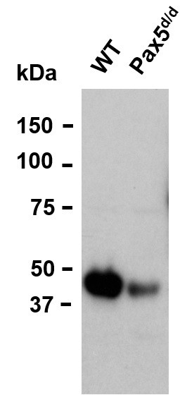 PAX5 Antibody