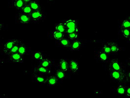 Pdx1 Antibody in Immunocytochemistry (ICC/IF)