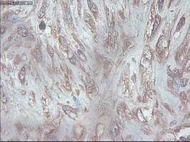 Pdx1 Antibody in Immunohistochemistry (Paraffin) (IHC (P))