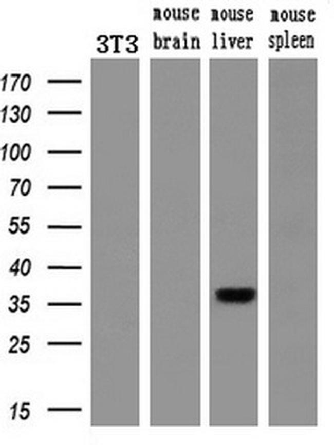 Pdx1 Antibody in Western Blot (WB)