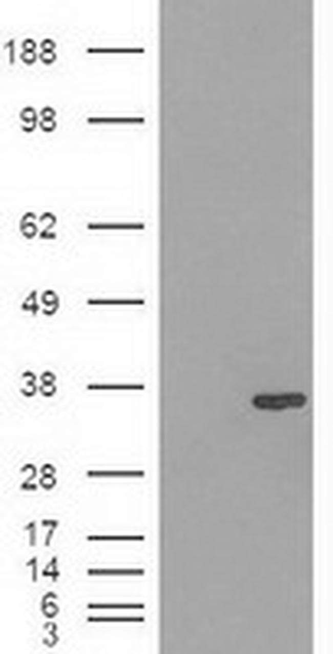 Pdx1 Antibody in Western Blot (WB)