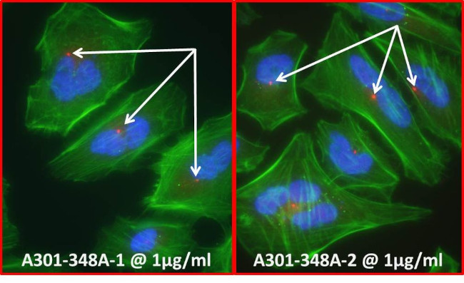 Pericentrin/Kendrin Antibody in Immunocytochemistry (ICC/IF)