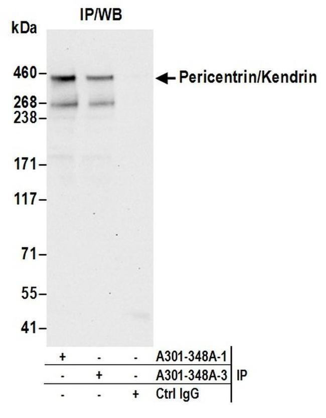 Pericentrin/Kendrin Antibody in Western Blot (WB)