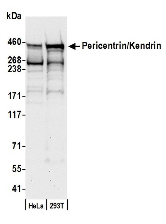 Pericentrin/Kendrin Antibody in Western Blot (WB)