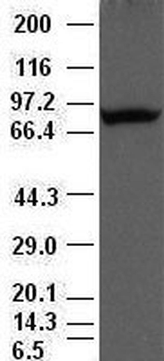 Periostin Antibody in Western Blot (WB)