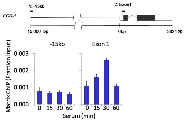 Phospho-AKT1 (Ser473) Antibody in ChIP Assay (ChIP)