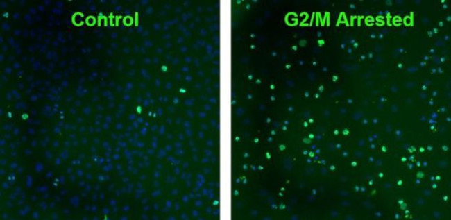 Phospho-Histone H2A.X (Ser139) Antibody in Immunocytochemistry (ICC/IF)