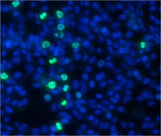 Phospho-Histone H3 (Ser10) Antibody in Immunocytochemistry (ICC/IF)