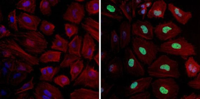 Phospho-Histone H3 (Ser10) Antibody in Immunocytochemistry (ICC/IF)