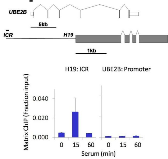 Phospho-JAK1 (Tyr1022, Tyr1023) Antibody in ChIP Assay (ChIP)