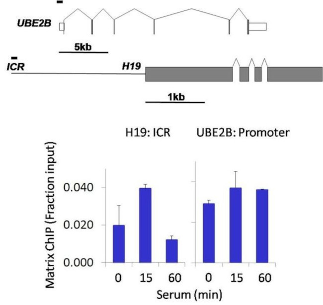 Phospho-JNK1/JNK2 (Thr183, Tyr185) Antibody in ChIP Assay (ChIP)