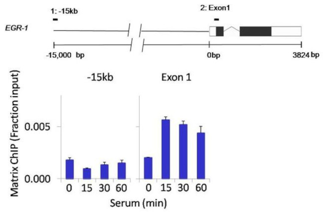 Phospho-PTEN (Ser380) Antibody in ChIP Assay (ChIP)