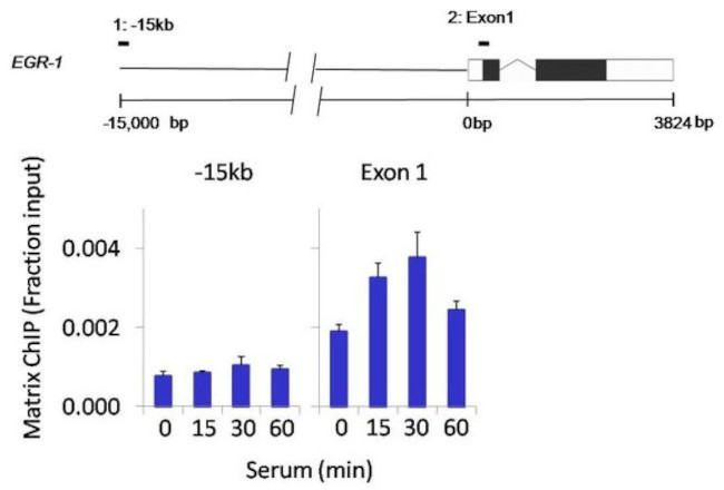 Phospho-JNK1/JNK2 (Thr183, Tyr185) Antibody in ChIP Assay (ChIP)