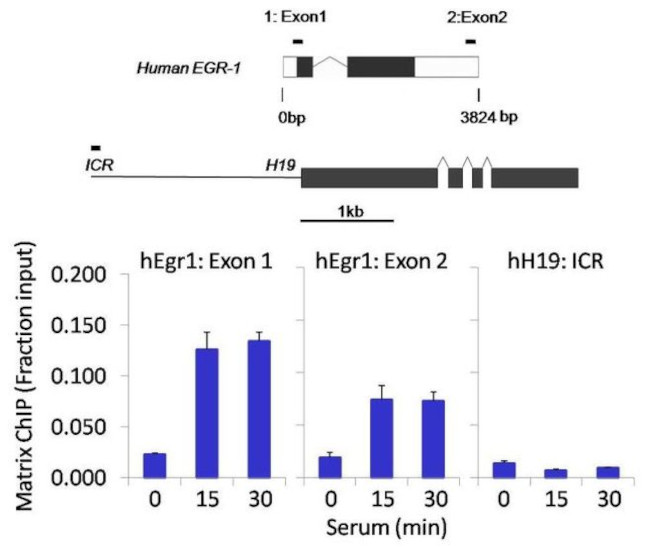 Phospho-SMAD2 (Thr8) Antibody in ChIP Assay (ChIP)