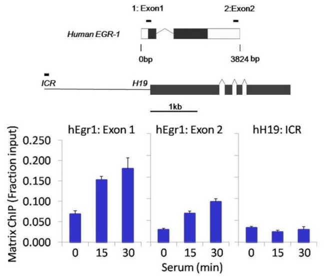 Phospho-STAT5 alpha (Tyr694) Antibody in ChIP Assay (ChIP)