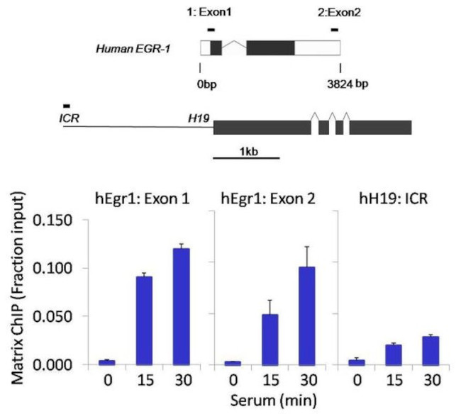 Phospho-STAT5 alpha (Tyr694) Antibody in ChIP Assay (ChIP)